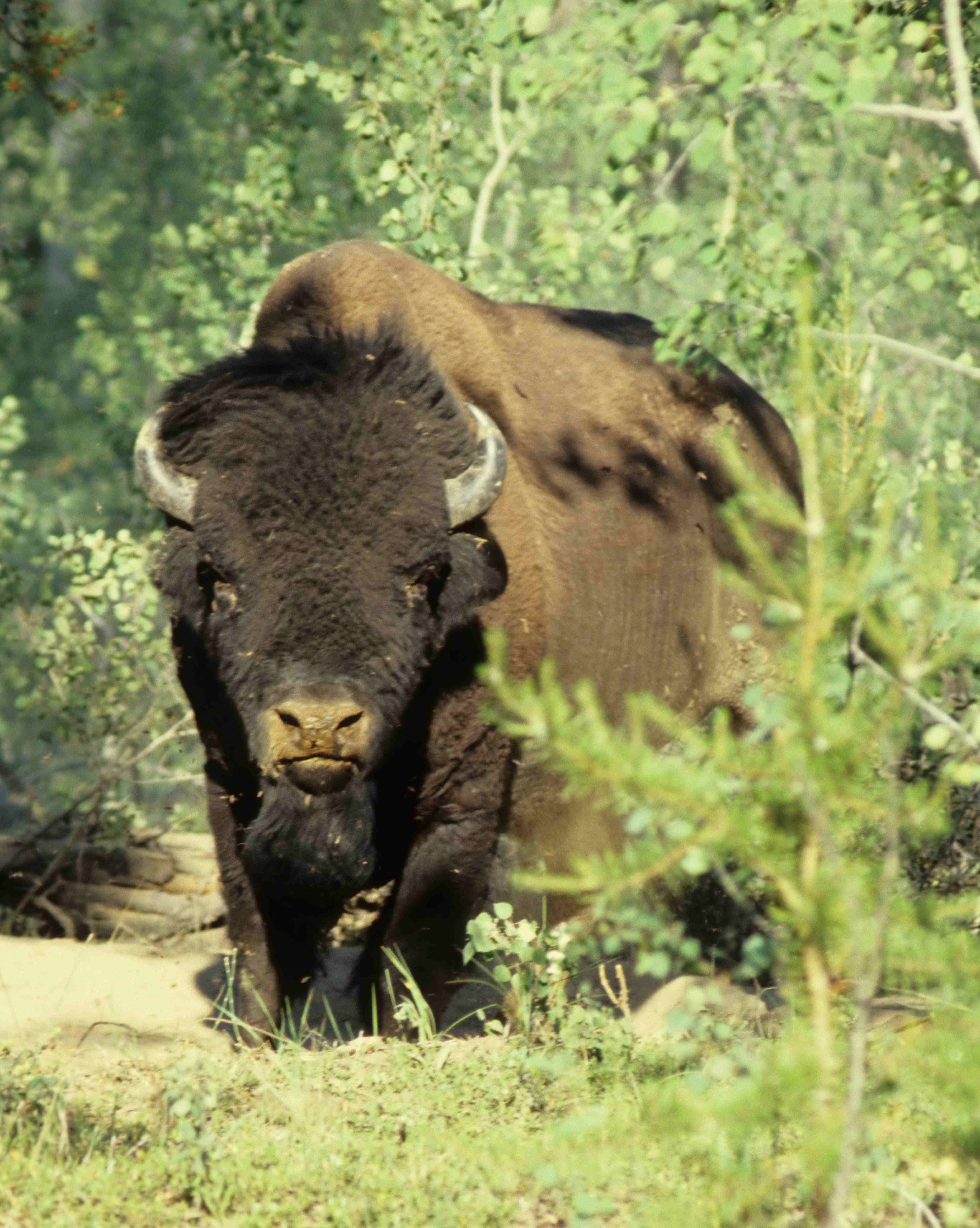 eastern woodland buffalo as ozark howler